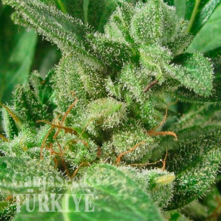 Deathlok feminised GanjaVIP Seeds