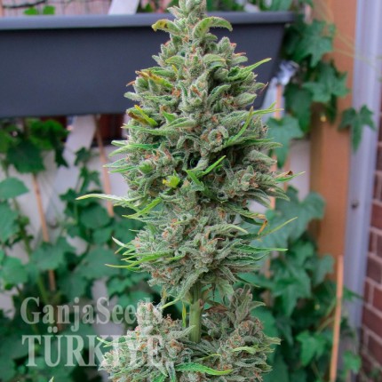 Deathlok feminised GanjaVIP Seeds