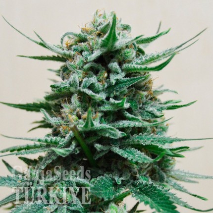 Deathlok feminised GanjaVIP Seeds