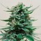 Deathlok feminised GanjaVIP Seeds Online kenevir tohumları