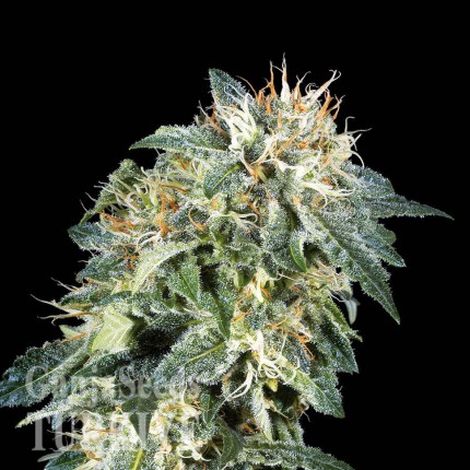 Deathlok feminised GanjaVIP Seeds