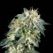 Deathlok feminised GanjaVIP Seeds Kargo ile kenevir tohumu