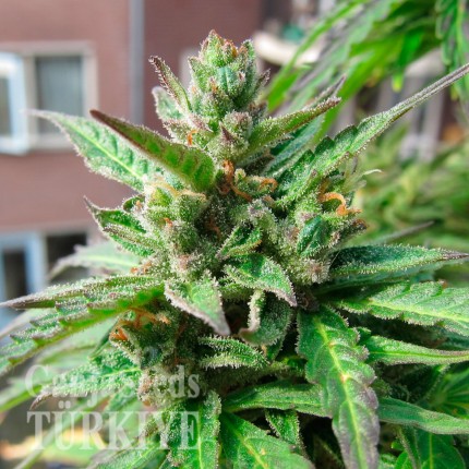 Deathlok feminised GanjaVIP Seeds