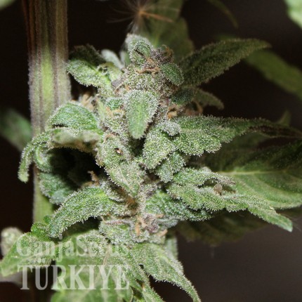 Auto Lemon Skunk feminised Ganja Seeds