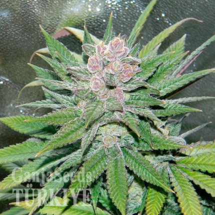 Havok feminised GanjaVIP Seeds