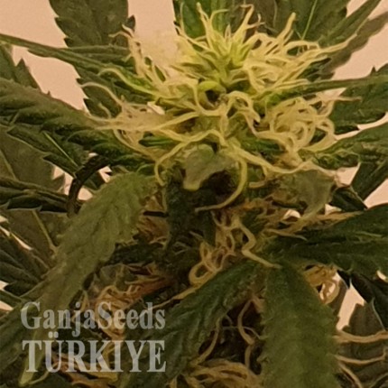 Gelato feminised Ganja Seeds