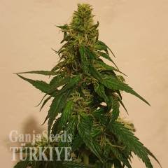 Gelato feminised Ganja Seeds