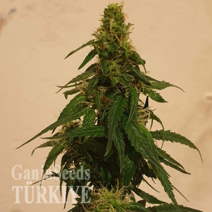 Gelato feminised Ganja Seeds