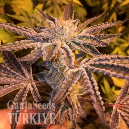 Girl Scout Cookies feminised Ganja Seeds