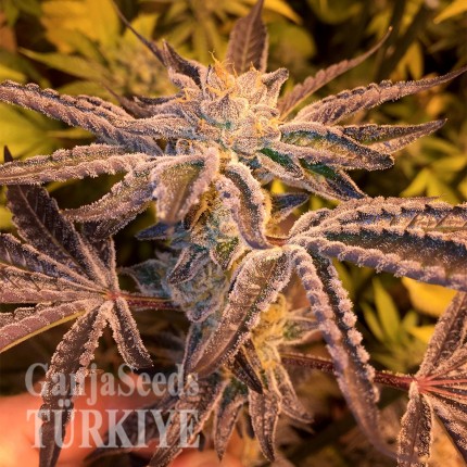 Girl Scout Cookies feminised Ganja Seeds Girl Scout Cookies feminised Ganja Seeds