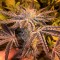 Girl Scout Cookies feminised Ganja Seeds