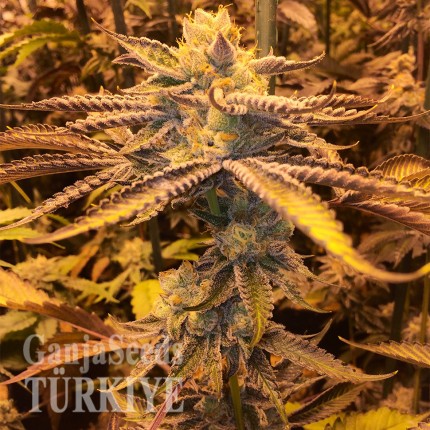 Girl Scout Cookies feminised Ganja Seeds Girl Scout Cookies feminised Ganja Seeds