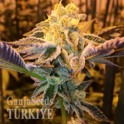 Girl Scout Cookies feminised Ganja Seeds Girl Scout Cookies feminised Ganja Seeds