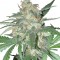 Juggernaut feminised GanjaVIP Seeds Elit kenevir çeşidi tohumları