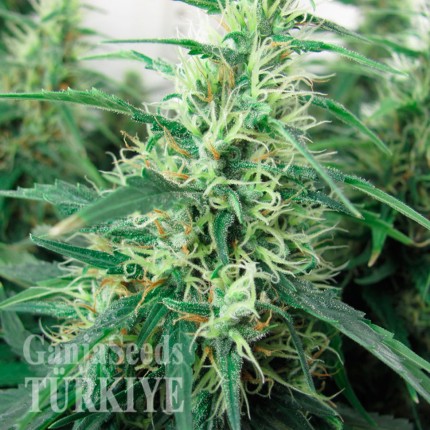 Juggernaut feminised GanjaVIP Seeds