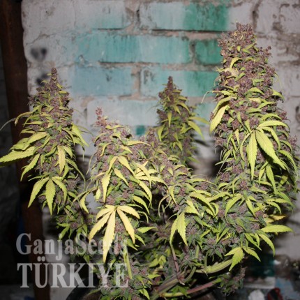 Bursa’da Auto Caiera feminised GanjaVIP Seeds kenevir tohumu Auto Caiera feminised GanjaVIP Seeds