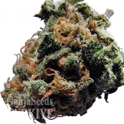 Diyarbakır’da Auto Caiera feminised GanjaVIP Seeds kenevir tohumu Auto Caiera feminised GanjaVIP Seeds