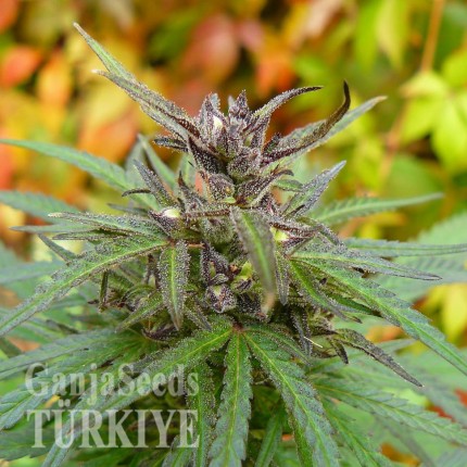 Adana’da Auto Caiera feminised GanjaVIP Seeds kenevir tohumu Auto Caiera feminised GanjaVIP Seeds
