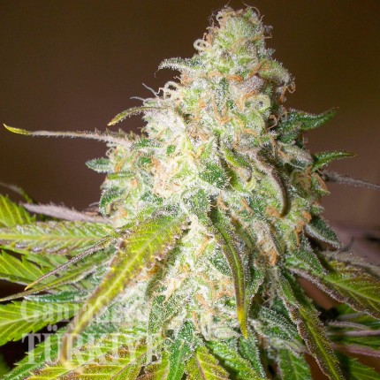 Aydın’da Auto Caiera feminised GanjaVIP Seeds kenevir tohumu Auto Caiera feminised GanjaVIP Seeds