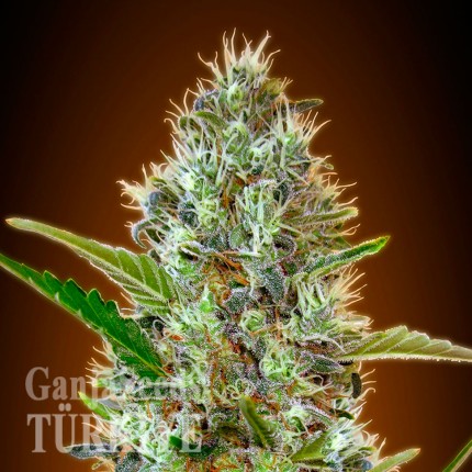 Çanakkale’de Auto Caiera feminised GanjaVIP Seeds kenevir tohumu Auto Caiera feminised GanjaVIP Seeds