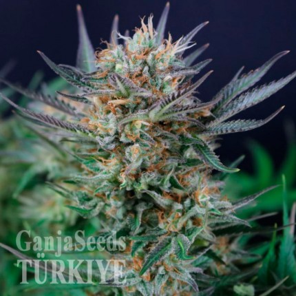 Denizli’de Auto Caiera feminised GanjaVIP Seeds kenevir tohumu Auto Caiera feminised GanjaVIP Seeds