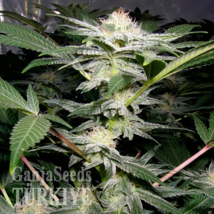 Hatay’da Auto Caiera feminised GanjaVIP Seeds kenevir tohumu Auto Caiera feminised GanjaVIP Seeds