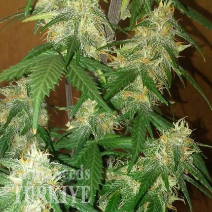 LSD feminised Ganja Seeds