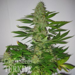 LSD feminised Ganja Seeds