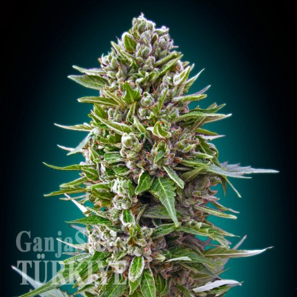 Auto Magik feminised GanjaVIP Seeds