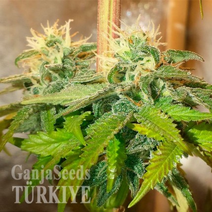 Auto Namor feminised GanjaVIP Seeds