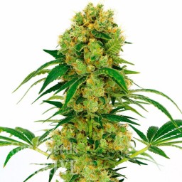 Auto Namor feminised GanjaVIP Seeds