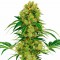 GanjaSeeds internet mağazasından kargo ile Auto Namor feminised GanjaVIP Seeds