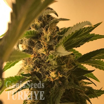 Auto Namor feminised GanjaVIP Seeds