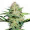 Auto Namor feminised GanjaVIP Seeds Ucuz kenevir tohumu fiyatları