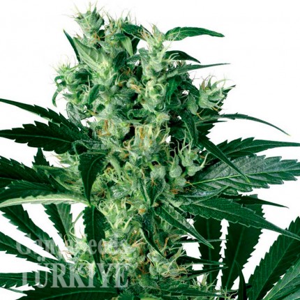 Auto Namor feminised GanjaVIP Seeds