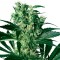 Auto Namor feminised GanjaVIP Seeds Tıbbi kenevir tohumları