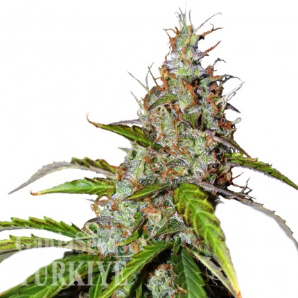 Auto Namor feminised GanjaVIP Seeds