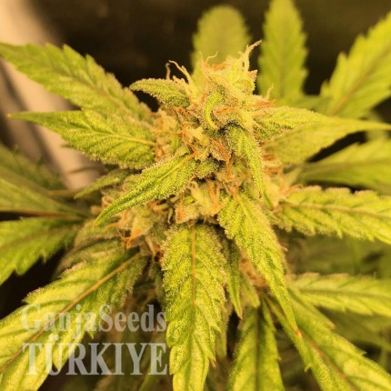 Auto Black Jack feminised Ganja Seeds