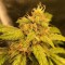 Konya’da Auto Black Jack feminised Ganja Seeds  kenevir tohumu