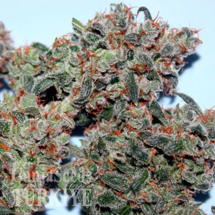 Auto Psylocke feminised GanjaVIP Seeds