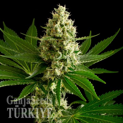 OG Kush feminised Ganja Seeds