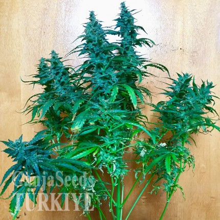 Auto Jack feminised Ganja Seeds