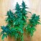 Auto Jack feminised Ganja Seeds Kenevir kültürü tohumları