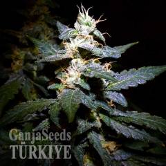 Auto Jack feminised Ganja Seeds