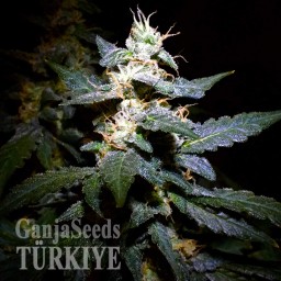 Auto Jack feminised Ganja Seeds