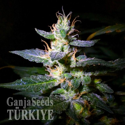Auto Jack feminised Ganja Seeds