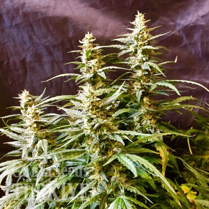 Auto Jack feminised Ganja Seeds