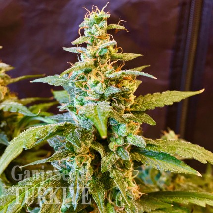 Auto Jack feminised Ganja Seeds