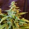 Auto Jack feminised Ganja Seeds Tıbbi kenevir tohumları