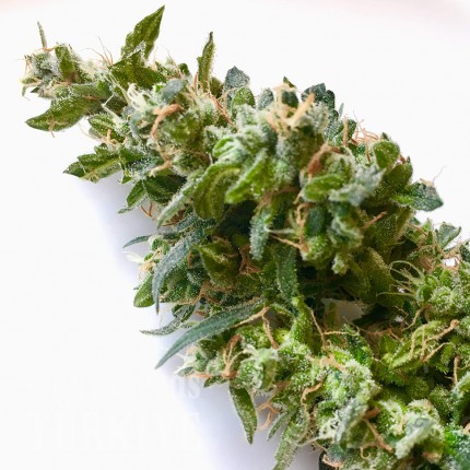 Auto Jack feminised Ganja Seeds